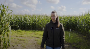 Kukurūzas šķirnes un izmēģinājumi